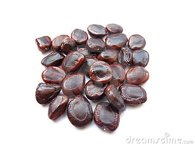 Manufacturers Exporters and Wholesale Suppliers of Tamarind Seeds Hyderabad Andhra Pradesh